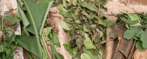 Leaves, stems and barks comprise the key ingredients of traditional medicines in Oku