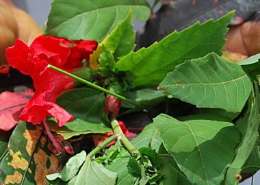 Africa Research Institute event: Africa's natural remedies Paxherbals