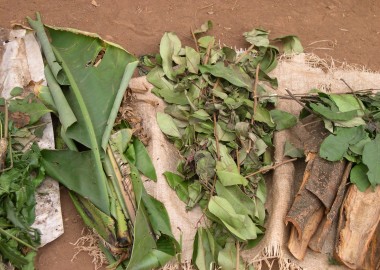 Leaves, stems and barks comprise the key ingredients of traditional medicines in Oku